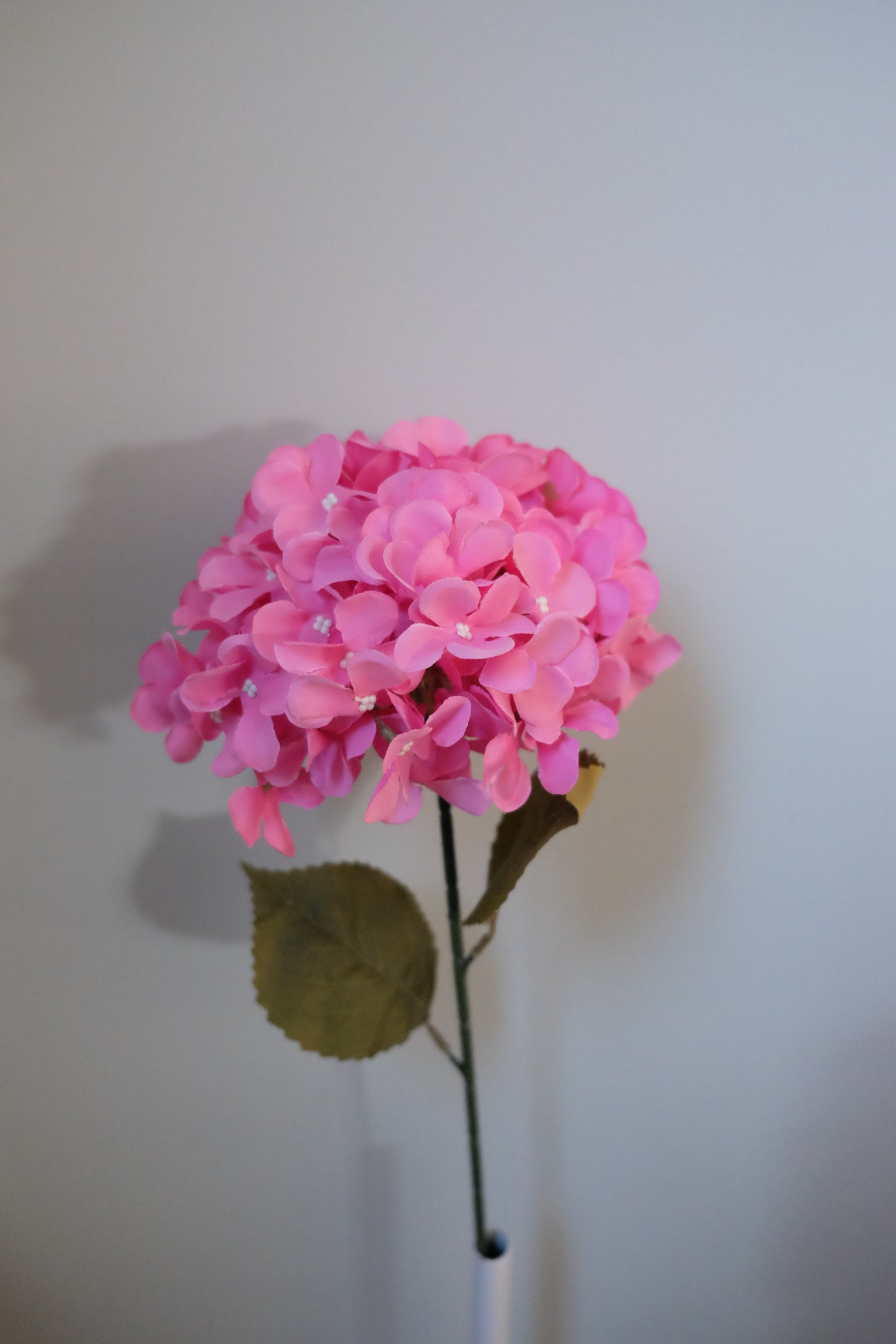 Premium Single Stem Hydrangea