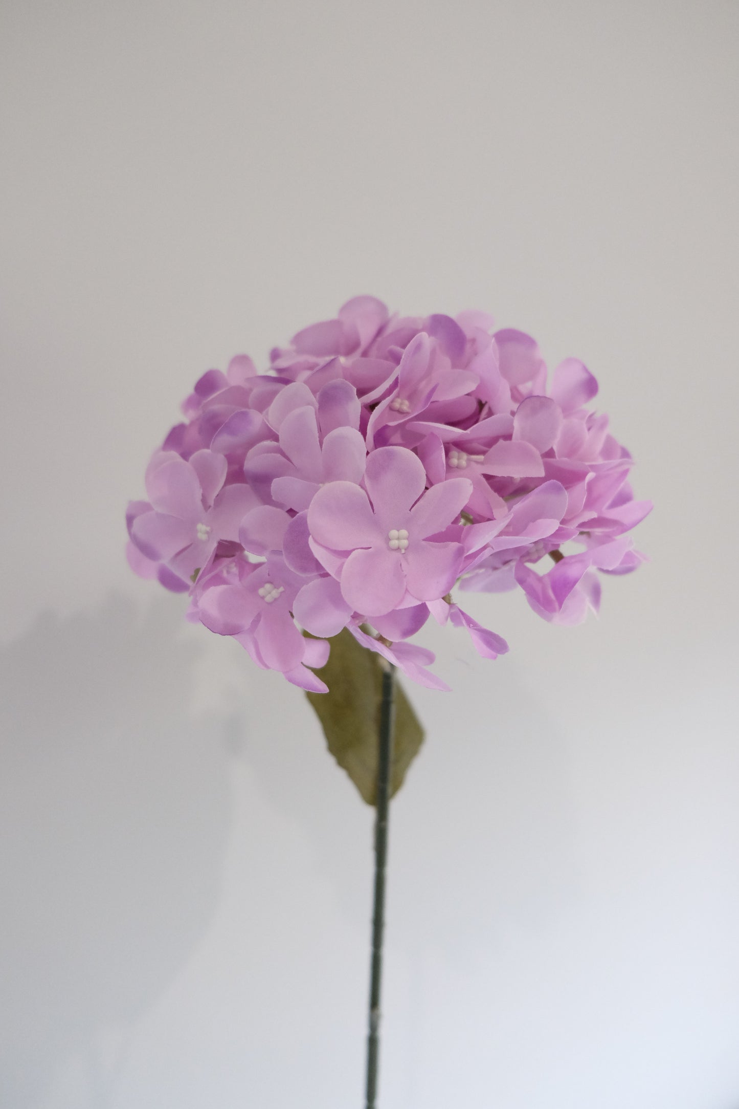 Premium Single Stem Hydrangea