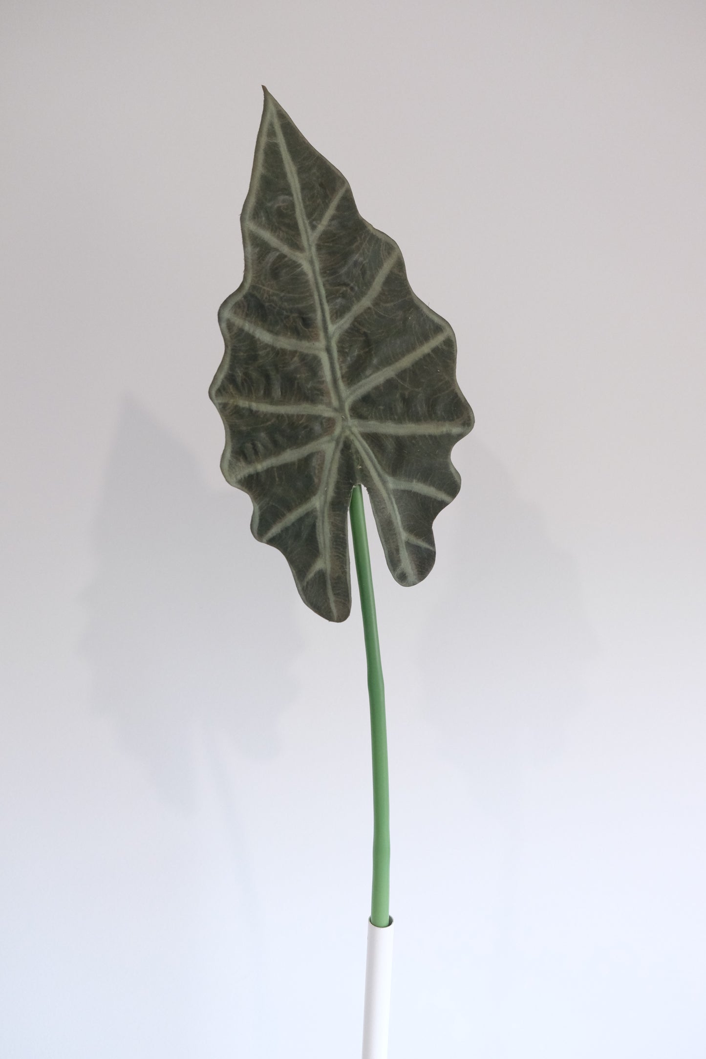 Alocasia Leaves Single Stem (2 sizes, 2 colours)