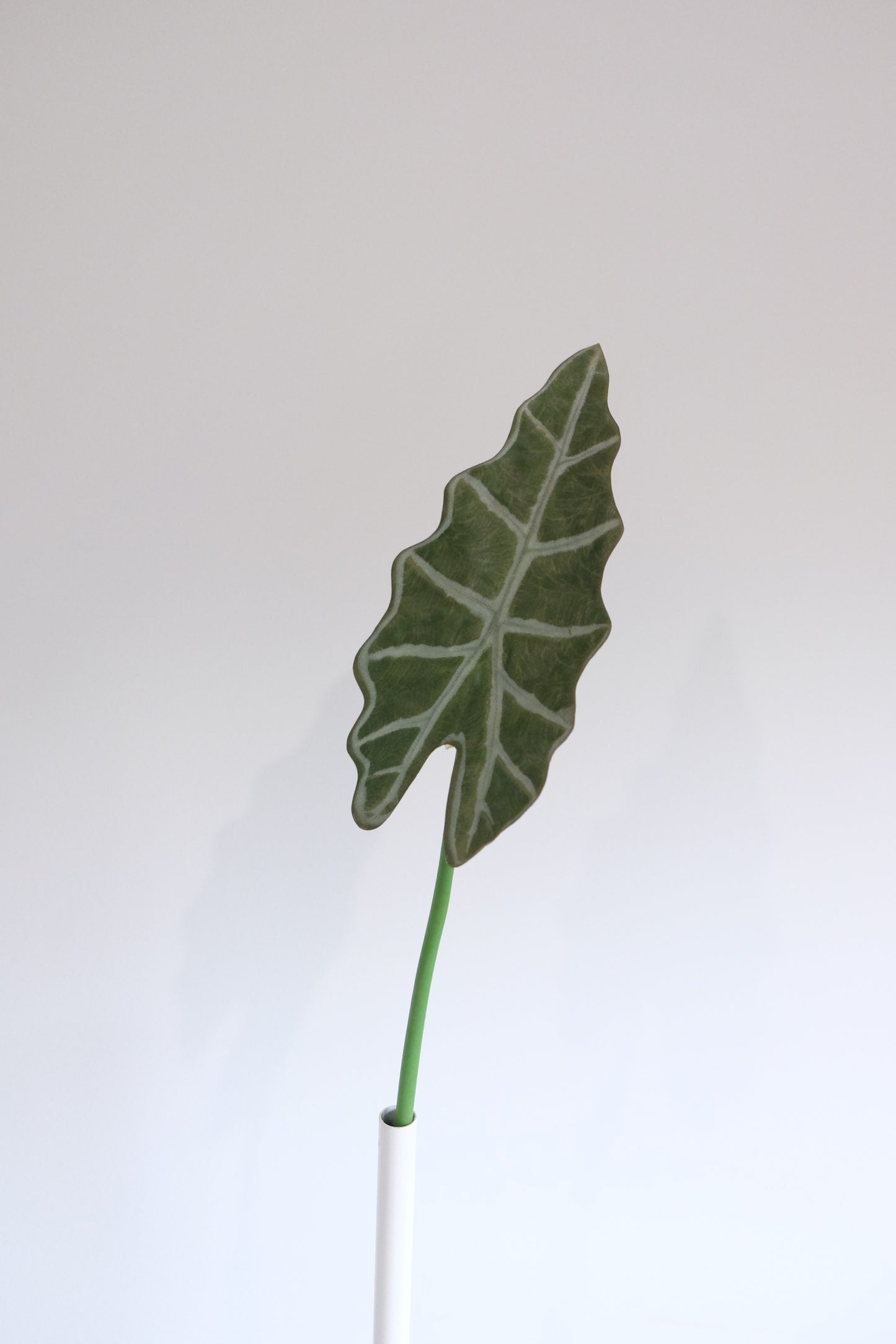 Alocasia Leaves Single Stem (2 sizes, 2 colours)