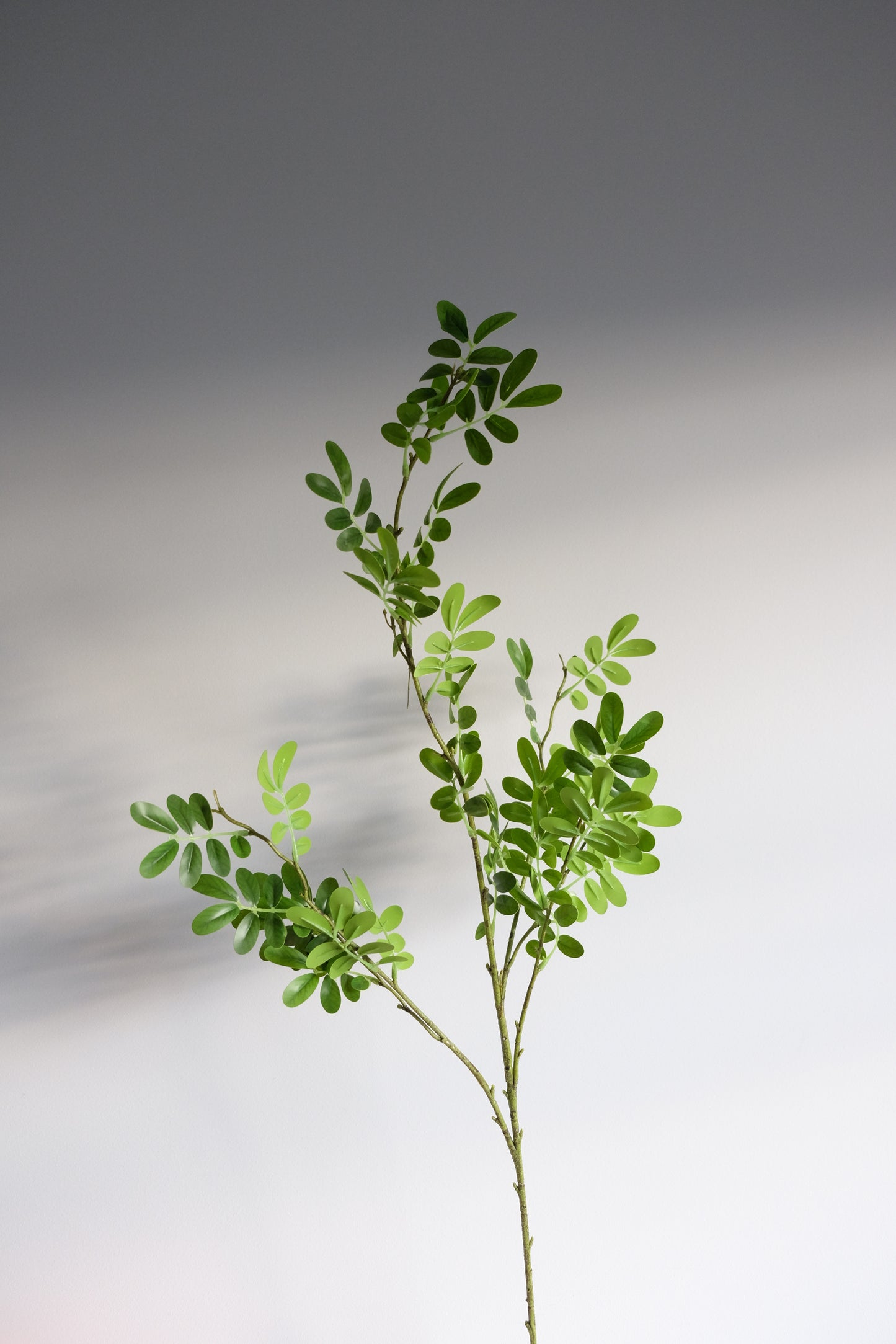 Japanese Pagoda Leaves