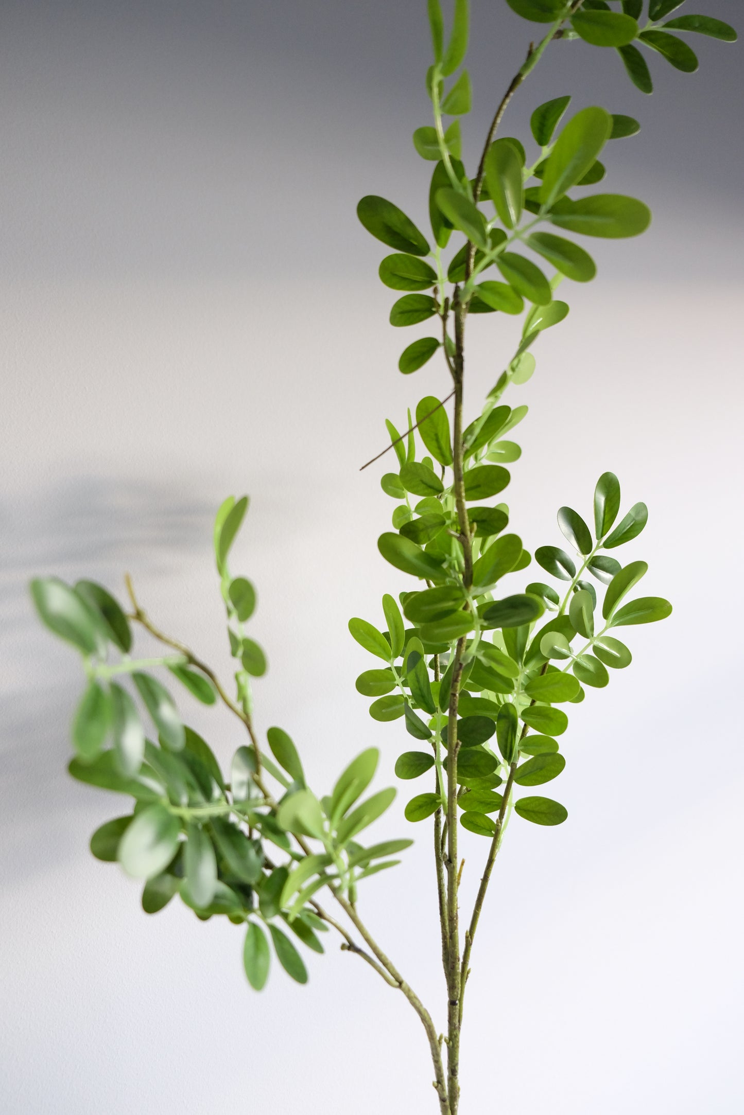 Japanese Pagoda Leaves