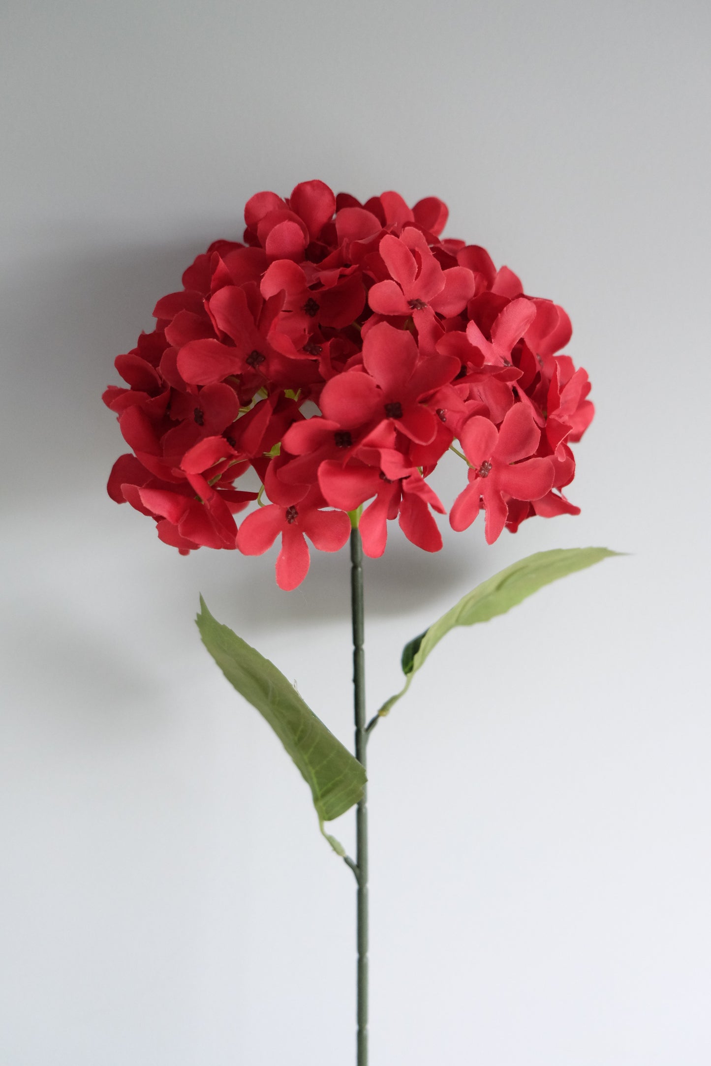 Premium Single Stem Hydrangea